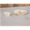 Image 2 : African Cape Fox & European Hedge Hog Skulls Taxidermy