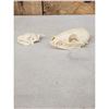 Image 3 : African Cape Fox & European Hedge Hog Skulls Taxidermy