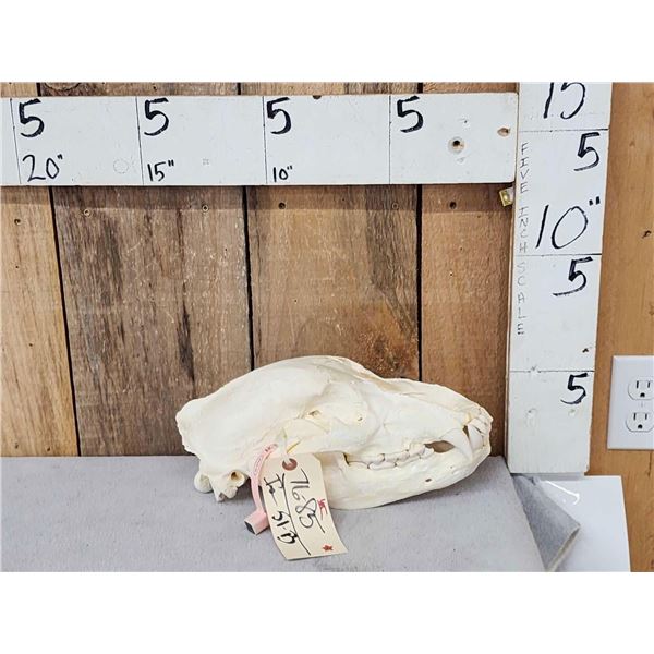 Alaskan Grizzly Bear Skull Taxidermy