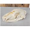 Image 2 : Alaskan Grizzly Bear Skull Taxidermy