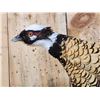 Image 4 : Reeves Pheasant In Flight Bird Taxidermy
