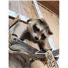 Image 5 : Baby Raccoon Playing On A Limb Taxidermy