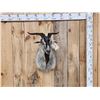 Image 1 : Feral Goat Shoulder Mount Taxidermy
