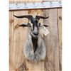 Image 2 : Feral Goat Shoulder Mount Taxidermy