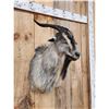 Image 3 : Feral Goat Shoulder Mount Taxidermy