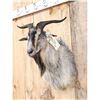 Image 4 : Feral Goat Shoulder Mount Taxidermy