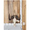 Image 1 : African Black Wildebeest Skull Taxidermy