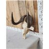 Image 2 : African Black Wildebeest Skull Taxidermy
