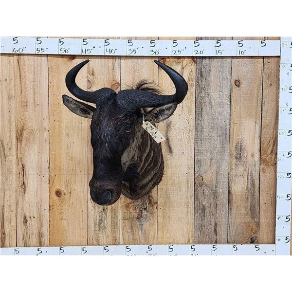African Blue Wildebeest Shoulder Mount Taxidermy