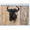 Image 1 : African Blue Wildebeest Shoulder Mount Taxidermy