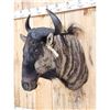 Image 2 : African Blue Wildebeest Shoulder Mount Taxidermy