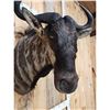 Image 5 : African Blue Wildebeest Shoulder Mount Taxidermy