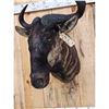Image 6 : African Blue Wildebeest Shoulder Mount Taxidermy