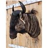 Image 7 : African Blue Wildebeest Shoulder Mount Taxidermy
