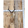 Image 1 : African Impala Shoulder Mount Taxidermy