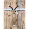 Image 2 : African Impala Shoulder Mount Taxidermy