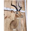 Image 3 : African Impala Shoulder Mount Taxidermy