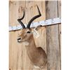 Image 4 : African Impala Shoulder Mount Taxidermy
