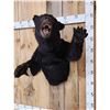 Image 2 : Black Bear Half Body Taxidermy Mount