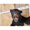 Image 4 : Black Bear Half Body Taxidermy Mount