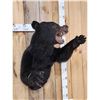 Image 5 : Black Bear Half Body Taxidermy Mount