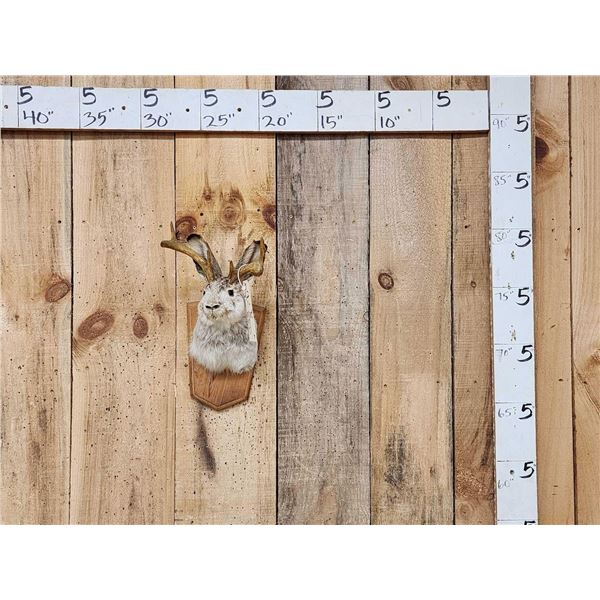 Jackalope Shoulder Mount Taxidermy