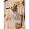 Image 3 : Jackalope Shoulder Mount Taxidermy