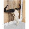 Image 4 : African Blue Wildebeest Skull Taxidermy