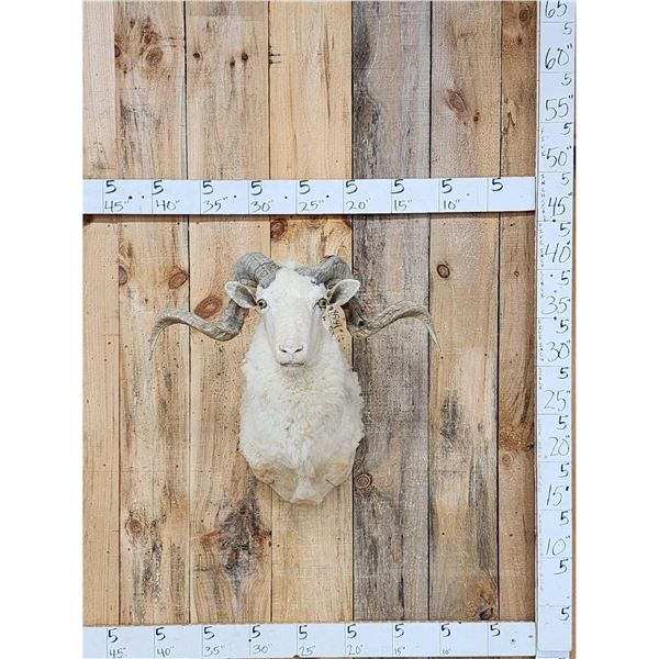 Merino Ram Sheep Shoulder Mount Taxidermy