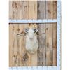 Image 1 : Merino Ram Sheep Shoulder Mount Taxidermy