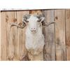 Image 2 : Merino Ram Sheep Shoulder Mount Taxidermy