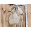 Image 3 : Merino Ram Sheep Shoulder Mount Taxidermy