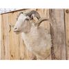 Image 4 : Merino Ram Sheep Shoulder Mount Taxidermy