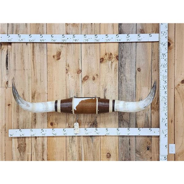 Mounted Texas Longhorns Taxidermy