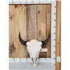 Image 1 : American Bison Buffalo Skull Taxidermy