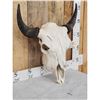 Image 3 : American Bison Buffalo Skull Taxidermy