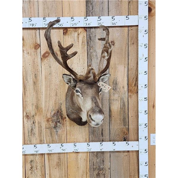 Caribou In Velvet Shoulder Mount Taxidermy