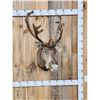 Image 1 : Caribou In Velvet Shoulder Mount Taxidermy