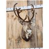Image 2 : Caribou In Velvet Shoulder Mount Taxidermy