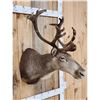 Image 3 : Caribou In Velvet Shoulder Mount Taxidermy