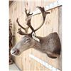 Image 4 : Caribou In Velvet Shoulder Mount Taxidermy