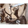 Image 5 : Caribou In Velvet Shoulder Mount Taxidermy