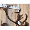 Image 7 : Caribou In Velvet Shoulder Mount Taxidermy