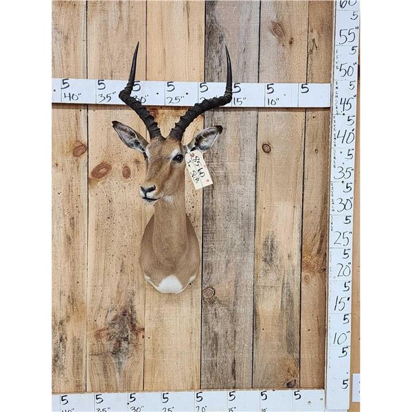 African Impala Shoulder Mount Taxidermy