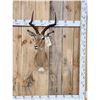 Image 1 : African Impala Shoulder Mount Taxidermy