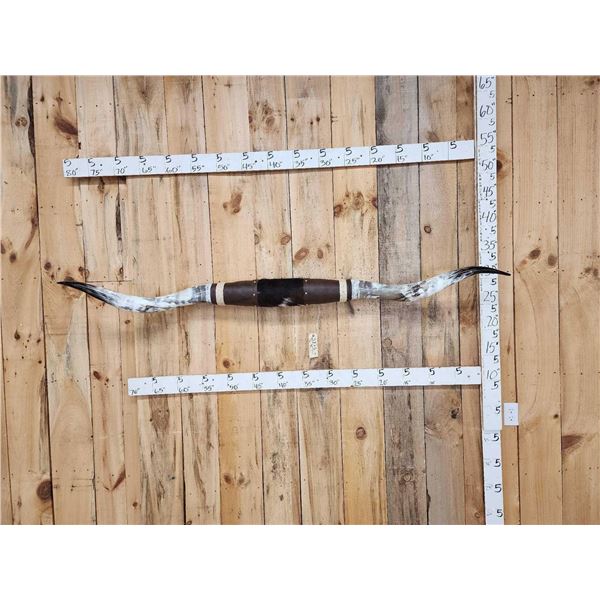 Awesome Mounted Texas Longhorns Taxidermy