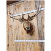 Image 2 : 5x5 Elk Shoulder Mount Taxidermy