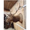 Image 3 : 5x5 Elk Shoulder Mount Taxidermy