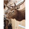 Image 4 : 5x5 Elk Shoulder Mount Taxidermy