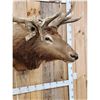 Image 6 : 5x5 Elk Shoulder Mount Taxidermy